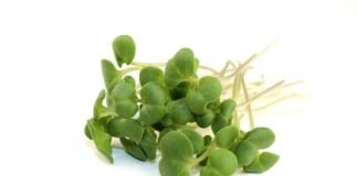 MICROGREENS: More Nutritious, Flavoured & Economical Vegetables microgreens