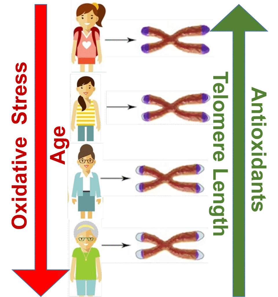 Shortening of Telomeres: One of the Mechanisms behind Biological Aging—Role of Diet 1 Telomere Pic2