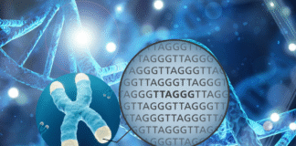 Shortening of Telomeres: One of the Mechanisms behind Biological Aging—Role of Diet telomeres-featured-pic
