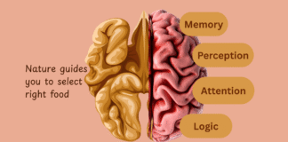 Walnuts and Brain Health walnut-brain
