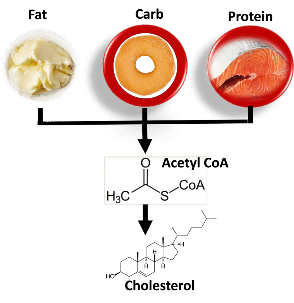 Diet, Dietary Cholesterol and Blood Cholesterol 1 cholestrol-synthesis-transportation
